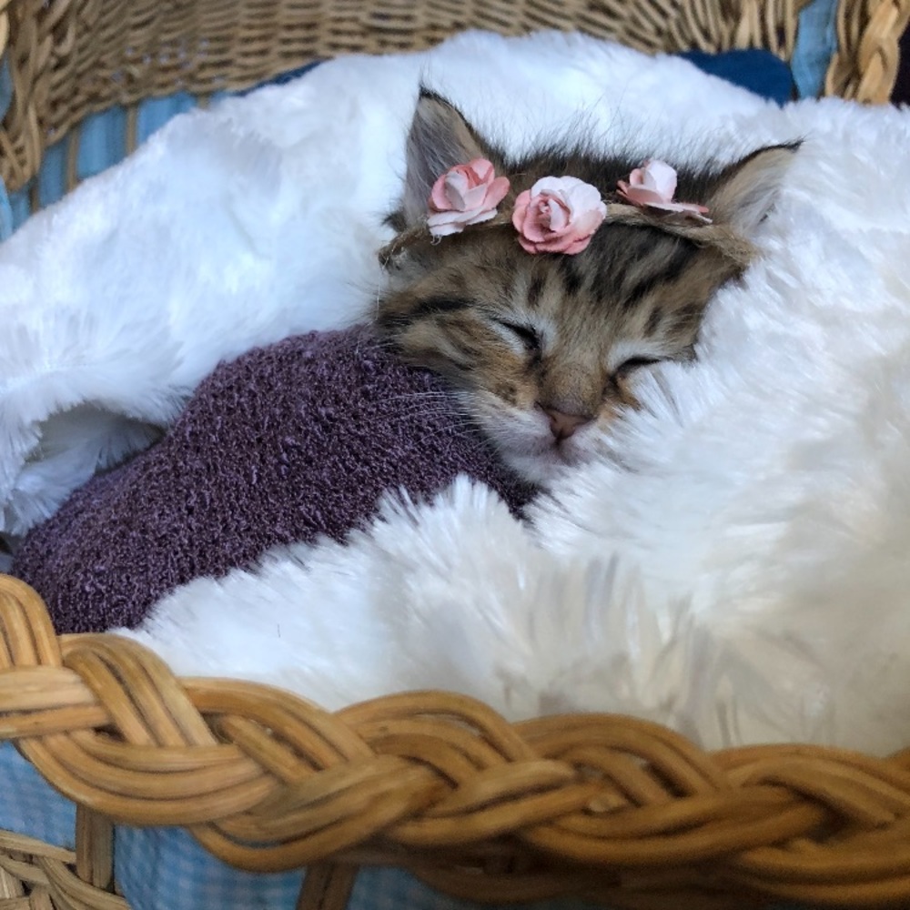 Meet your Posher, Kailey